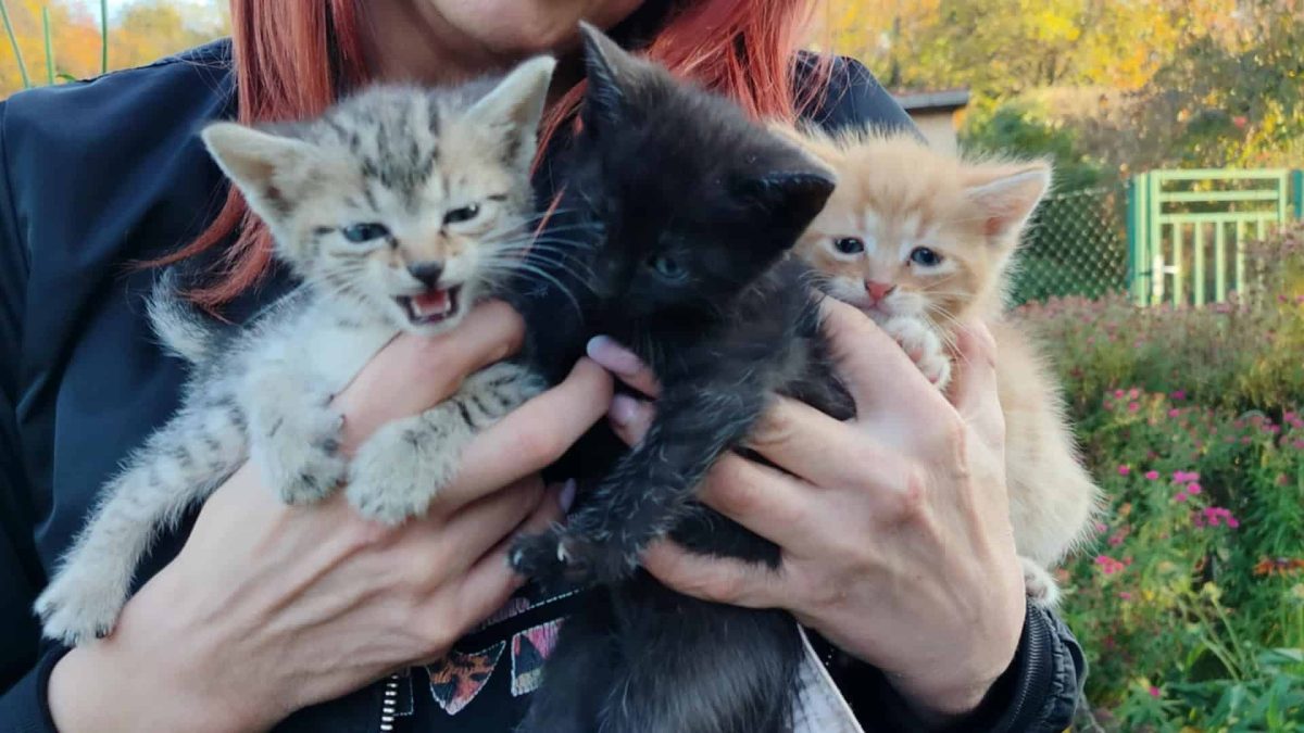 Koty Rod Tulipan Trzebnica 1