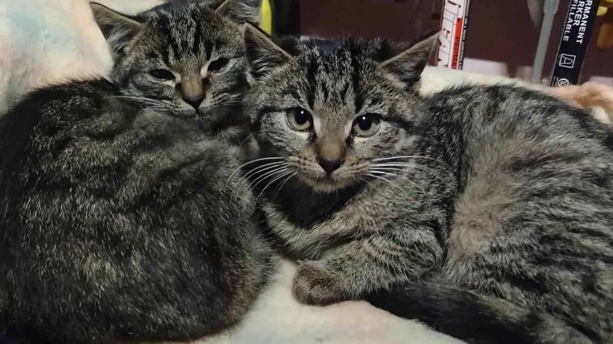 Mieszkańcy Trzebnicy Ratują Bezdomne Koty Inicjatywa, Która Zmienia Losy Zwierząt